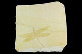 Fossil Dragonfly (Cymatophlebia) - Solnhofen Limestone #129244-1